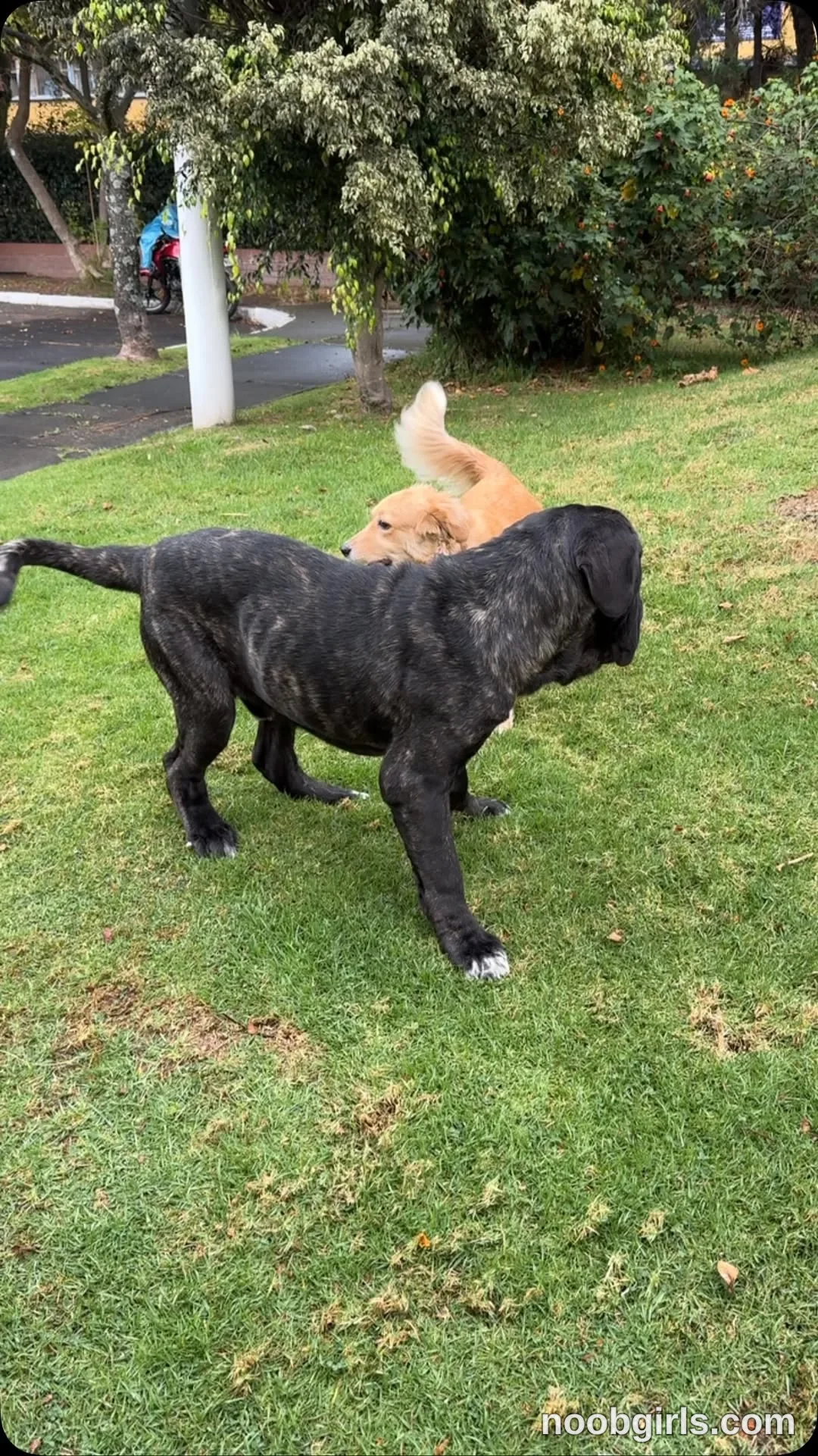 Ohanna reel: pascal +lilo🫶🏻 ✨ 🥰 Dos amigos, cero preocupaciones 🐶🐾💕