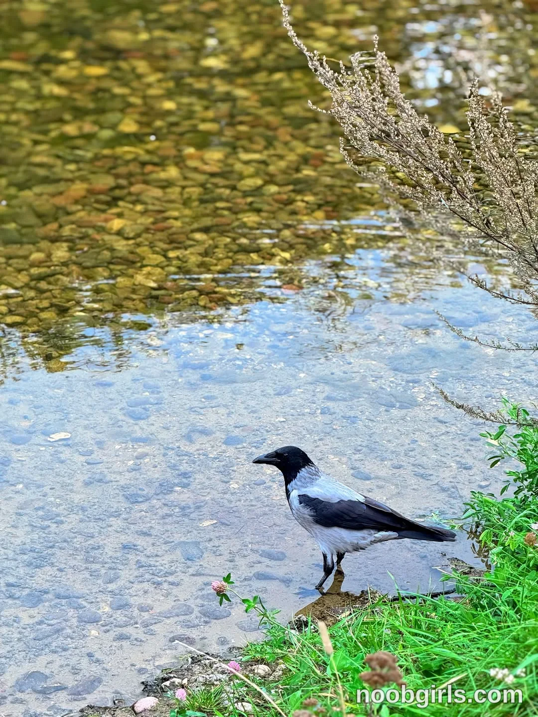 evaoopsy No woman is visible. A black-and-grey bird is standing in shallow water beside the grassy bank.