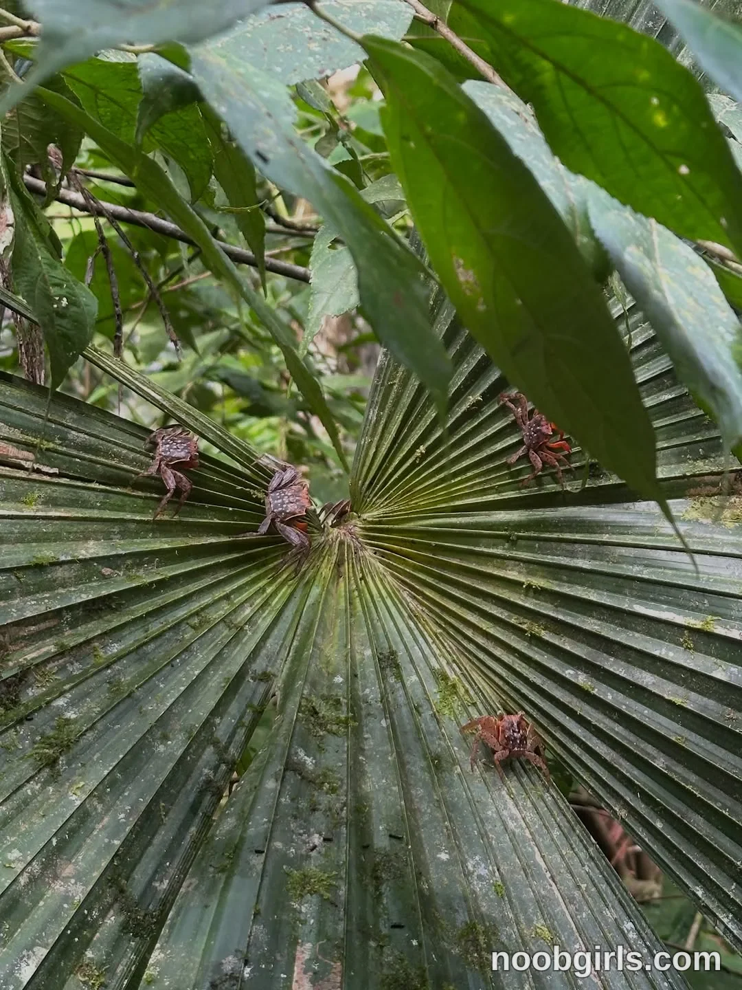 Paula Toro (@paulatoro__) — "Alucinante tanta belleza biodiversidad y vida que tiene en ese lugar! Cumplir…" in Bahía Solano