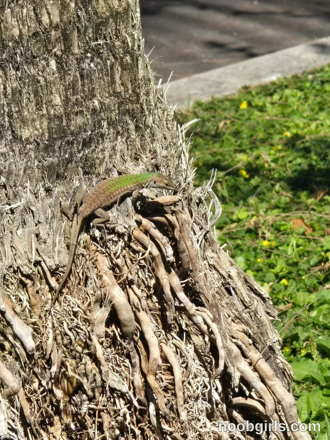 Raychell Black No woman is visible. A brown at the base of a tree beside a grassy area and paved surface