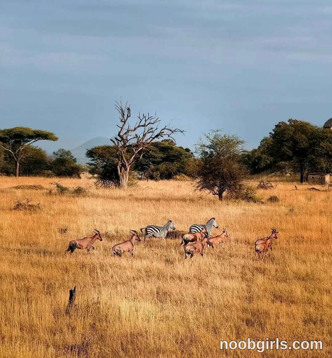 TAANNI No woman is visible. Zebras in grassland in Serengeti National Park, Tanzania