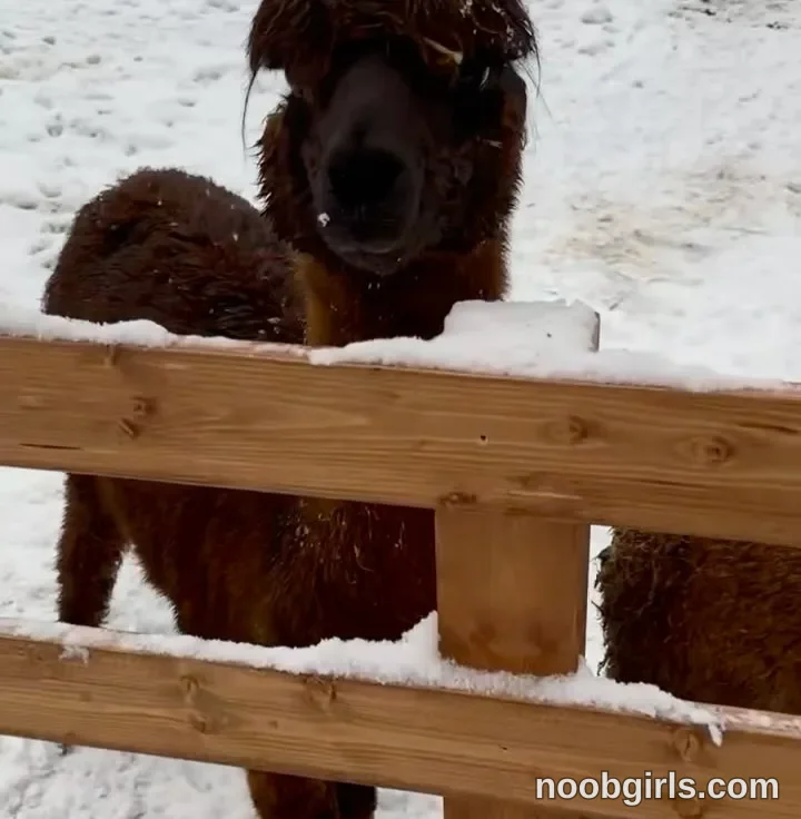 tastypoint no person present; a dark brown alpaca or llama stands behind a wooden fence looking toward the camera