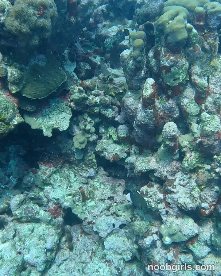 Alicia no woman is visible; fish are visible among coral formations in underwater at a coral reef in Mi lugar feliz