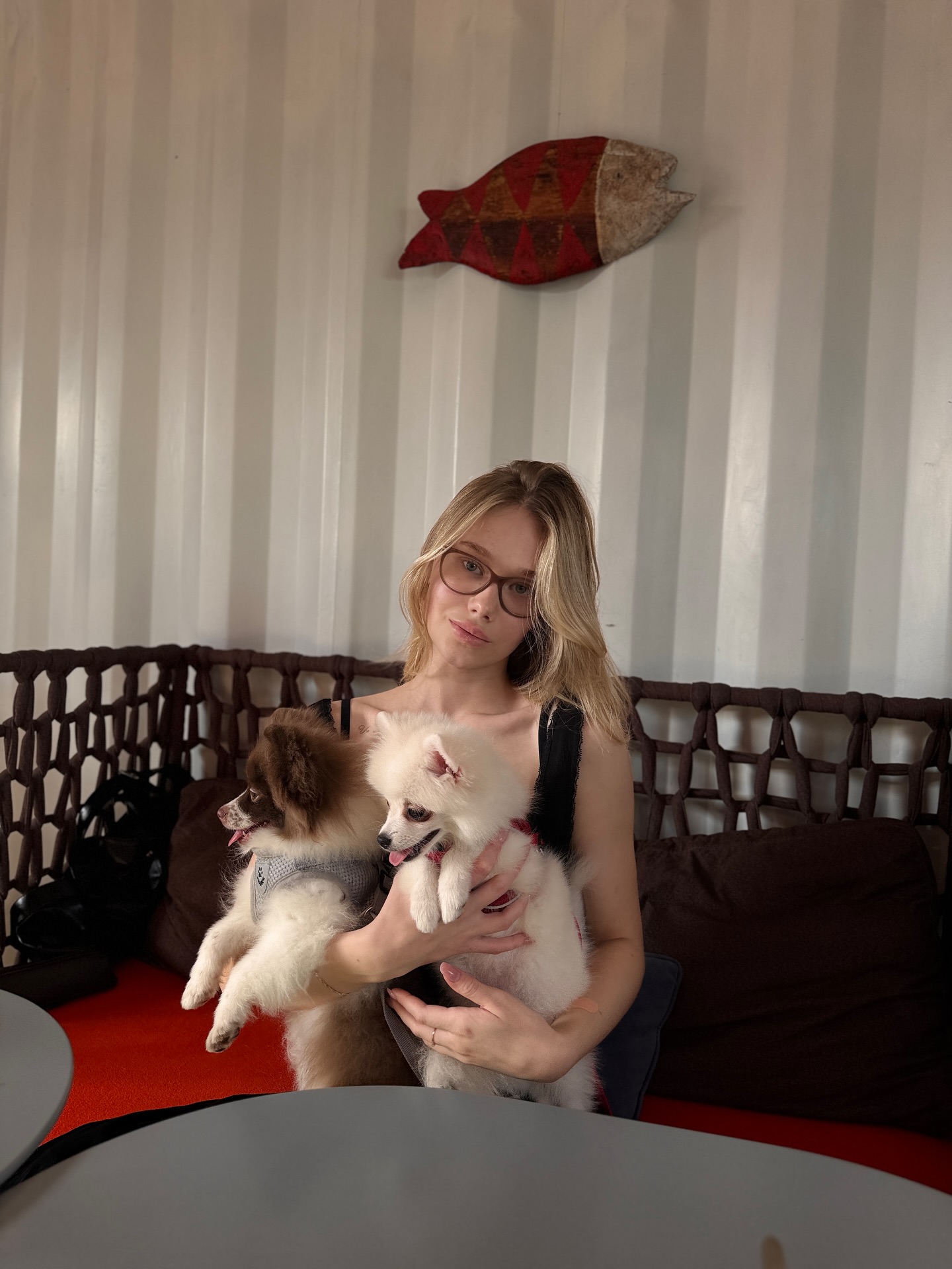 tollysage holding two small dogs wearing black tank top in seating area