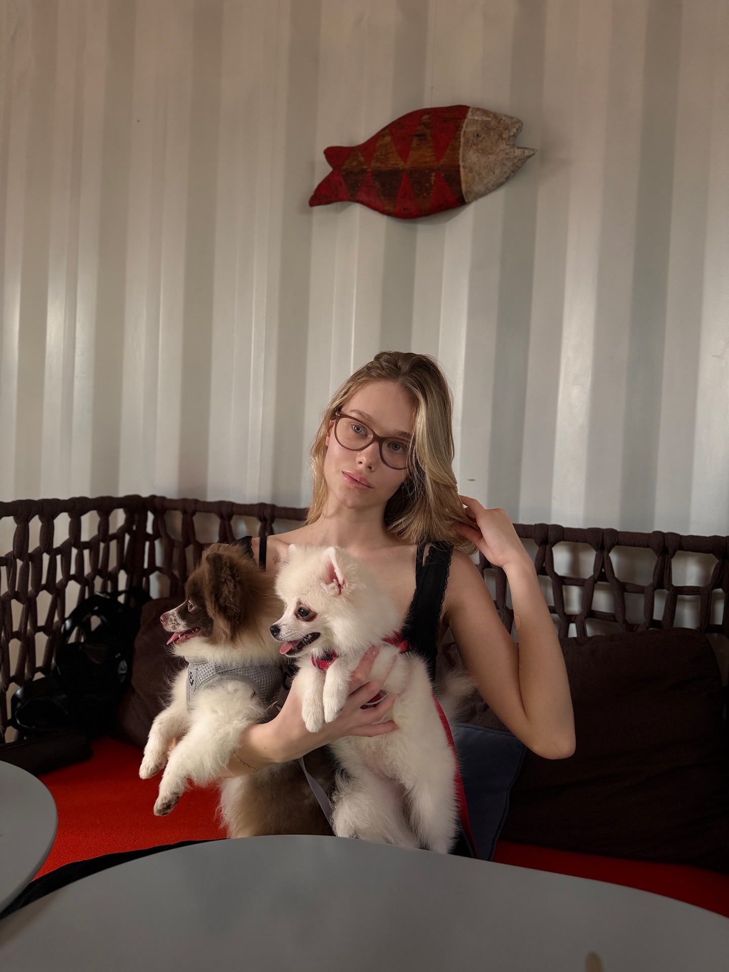 tollysage holding two small dogs wearing black tank top in seating area