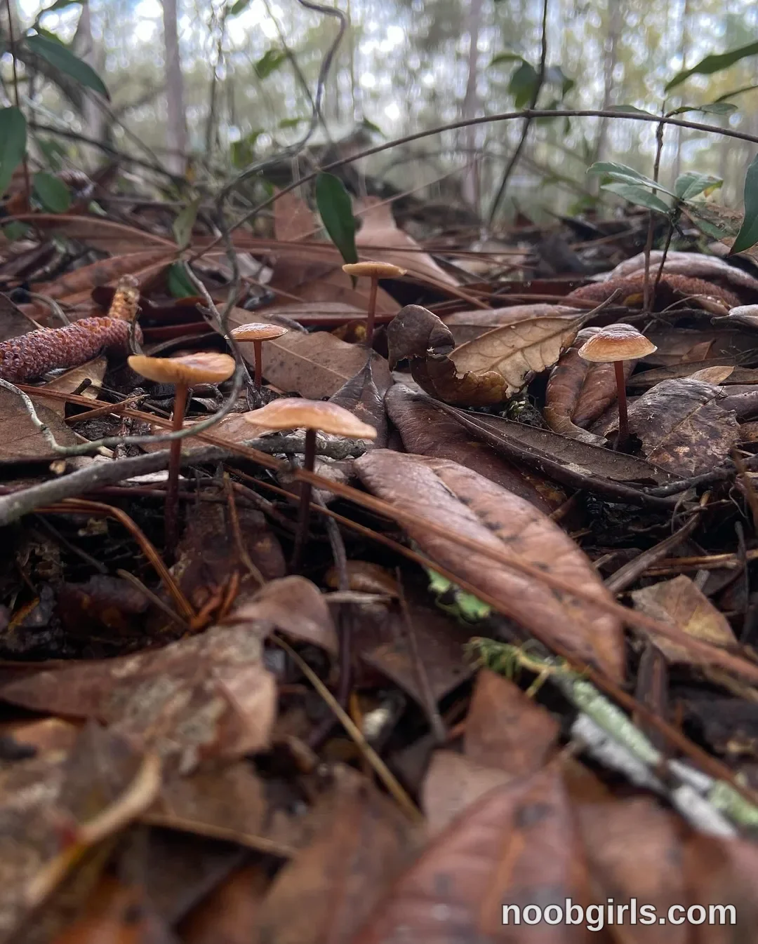 Liz (@vixenliz): Mushroom Hunts, Waterfalls and the VA Highlands