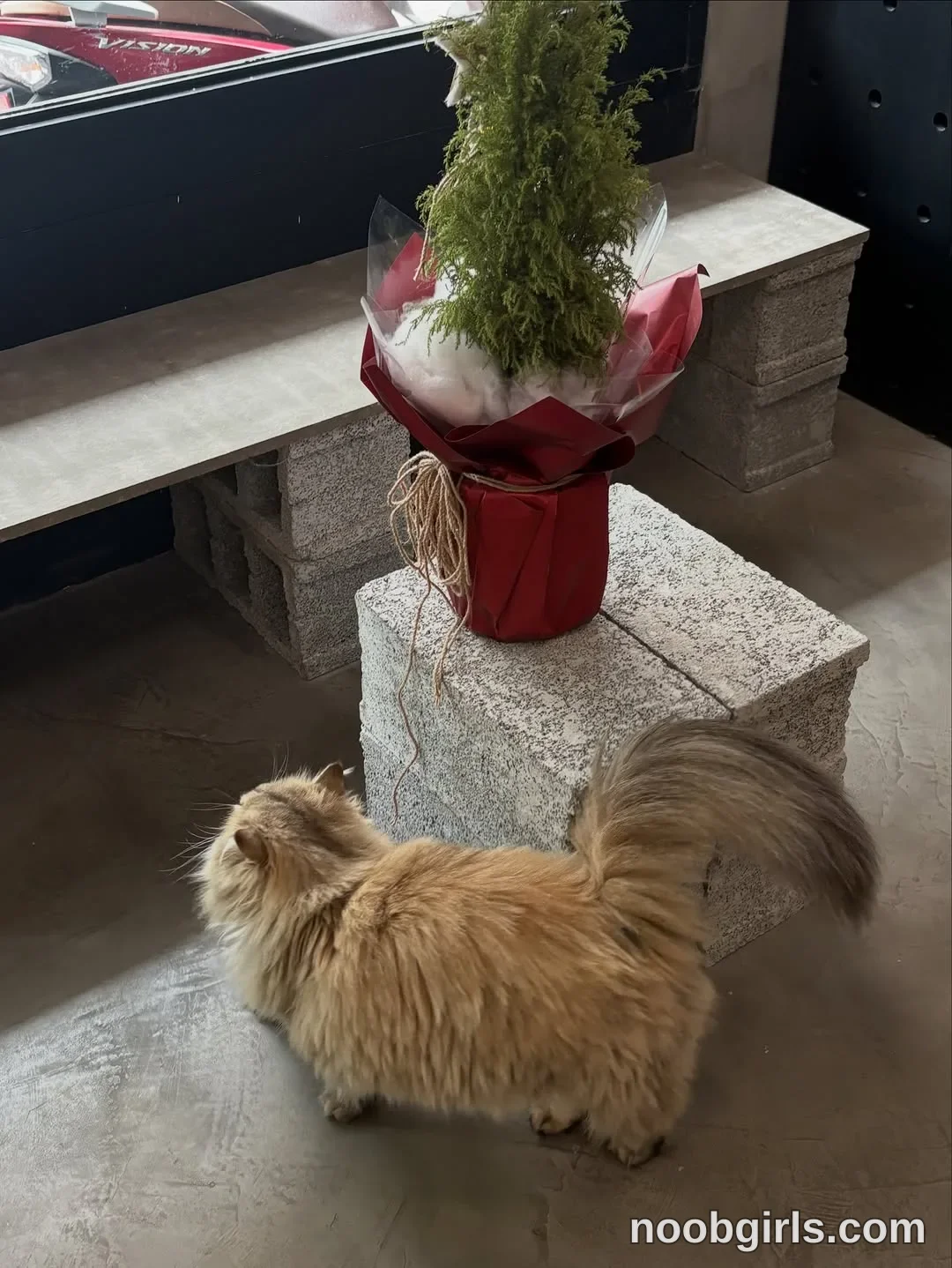 waki_lucky No woman is visible; a long-haired ginger cat stands on the floor beside the pedestal in space in Vietnam