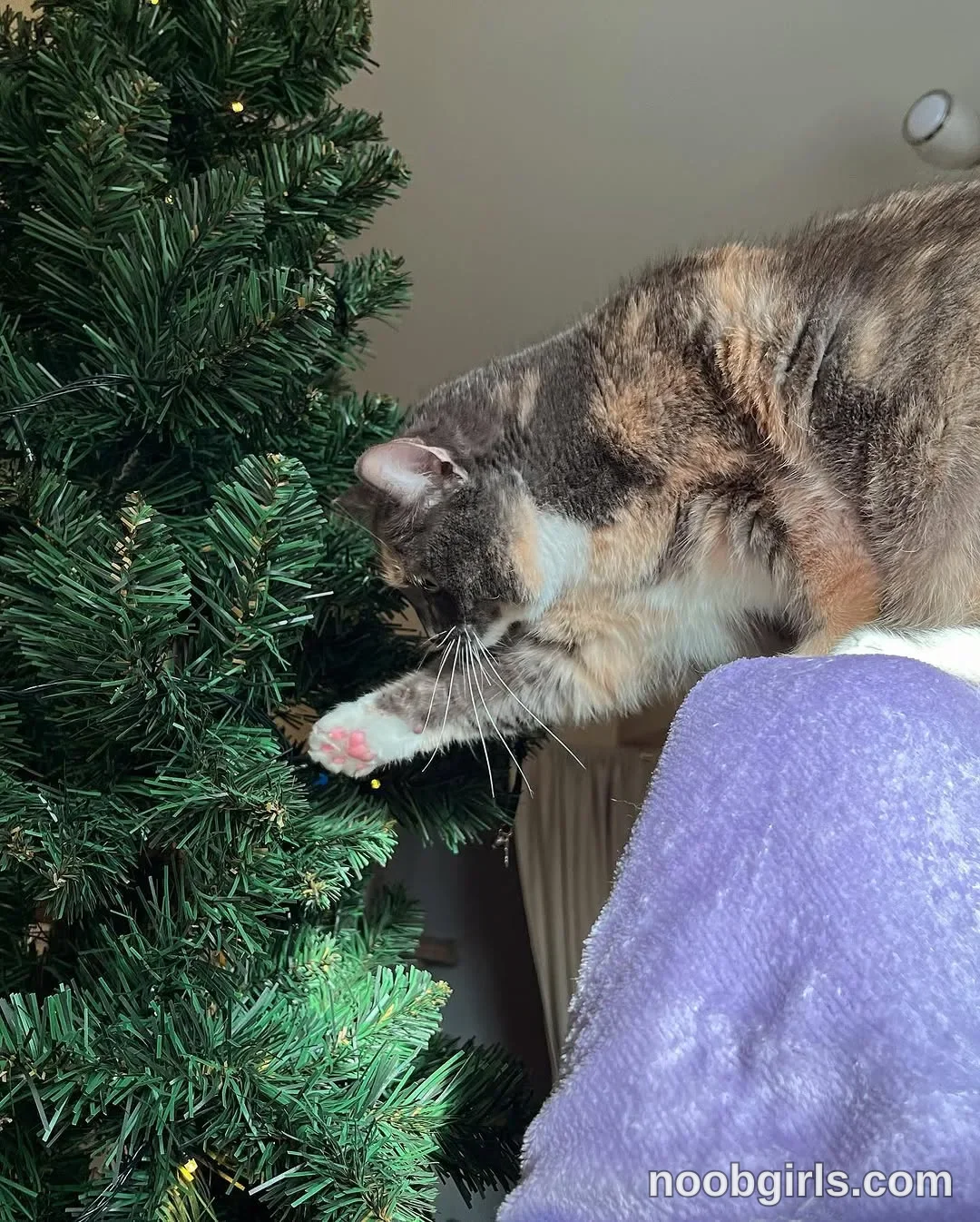 Lina cat is reaching one front paw toward the branches of the Christmas tree in a room