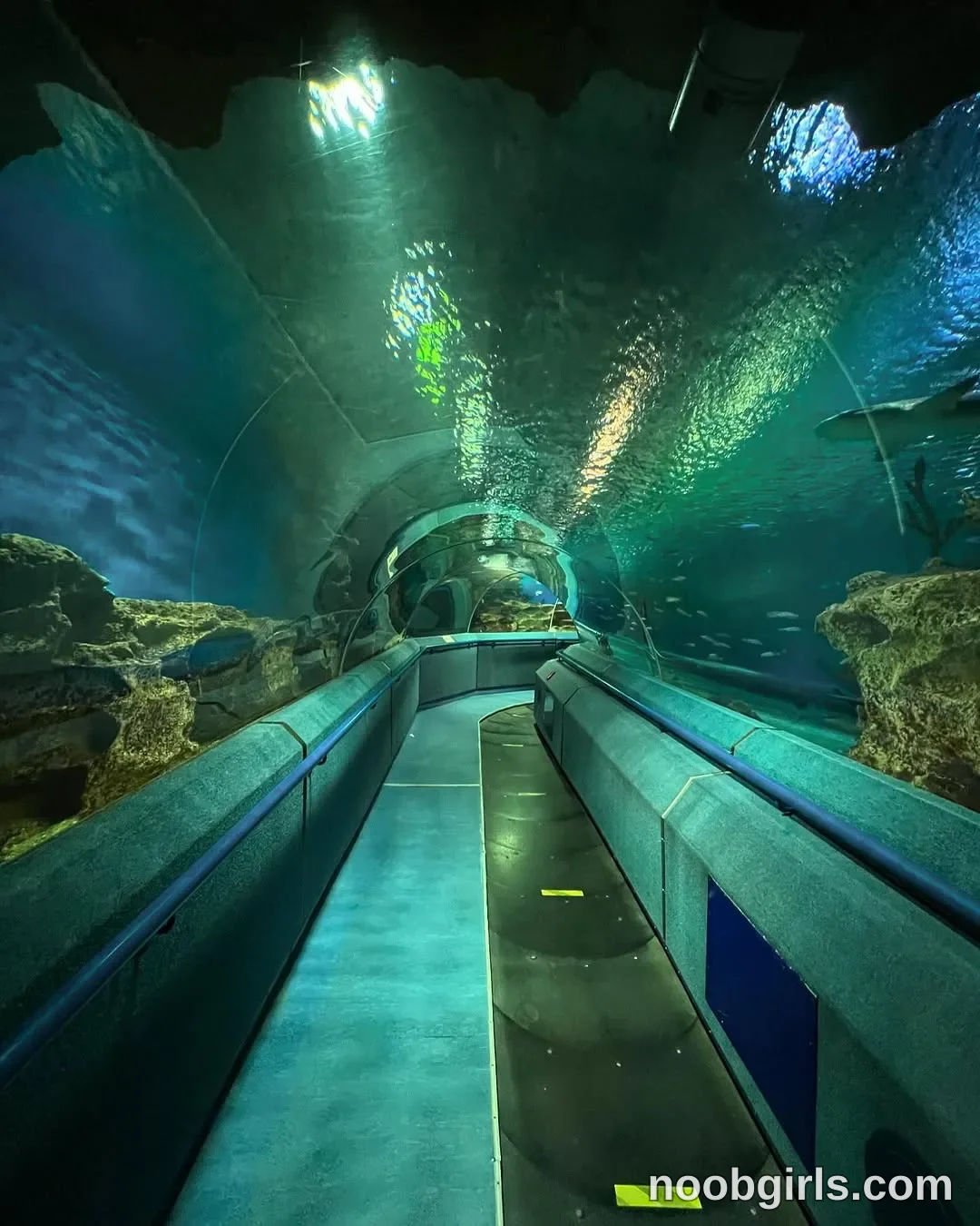 Lina No person is visible. in aquarium underwater tunnel